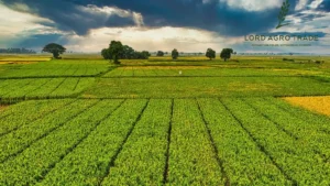 lentil and chickpea exports