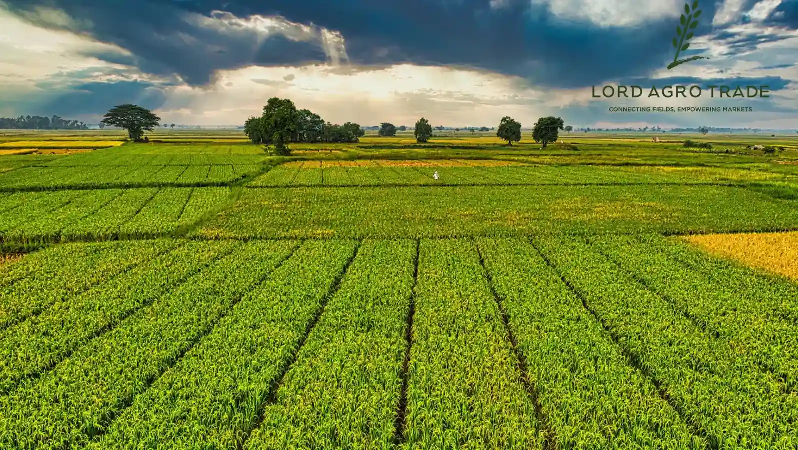 Export Growth and Stock Decline for Key Field Crops