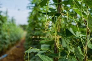Do Wildfires Increase Lentil Prices