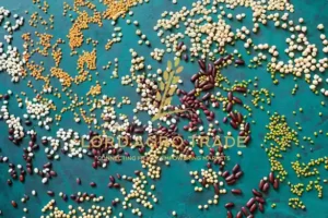 lentil and chickpea exports