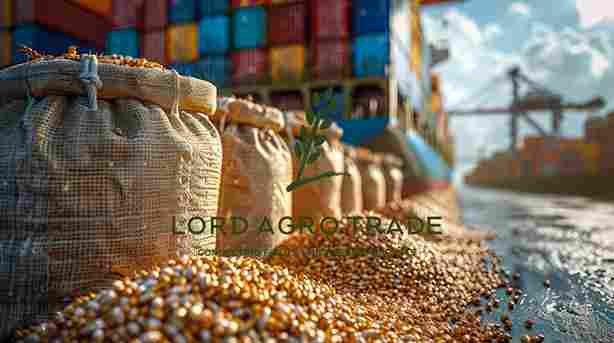 Pulses-Import-and-Export-Logistics-in-2025_11zon