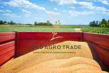 tractor-trailer-full-wheat-seeds-field_798112-1_11zon