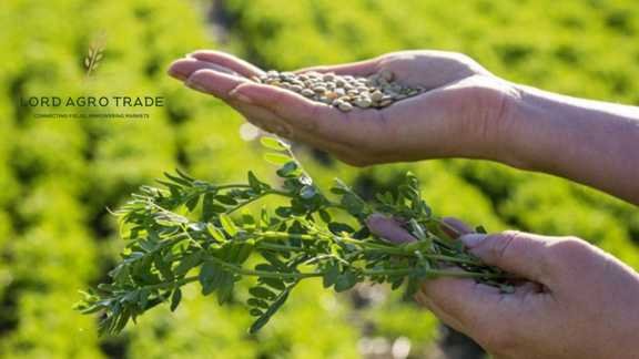 Canadian Lentils