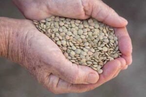 FOB price lentils / FOB price chickpeas