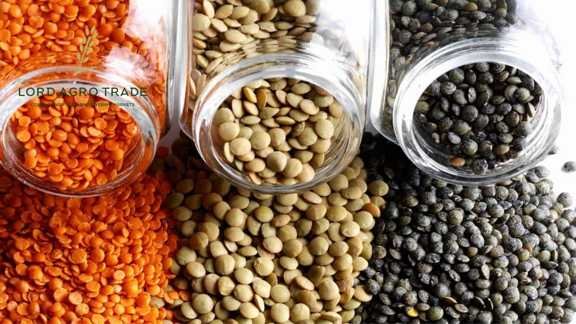 Canadian lentils vs. Australian lentils | A complete comparison