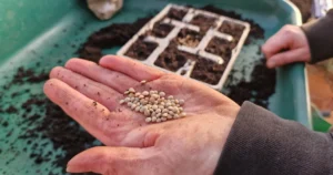 FOB price lentils Canada