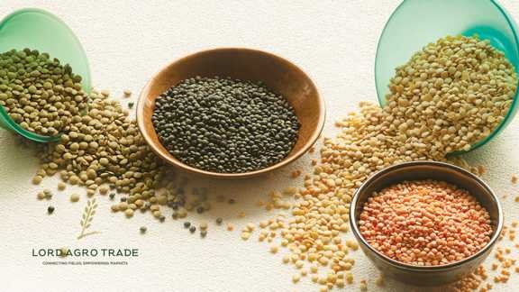 Lentils Leading the Way | Canada’s Growing Role in Global Pulse Trade