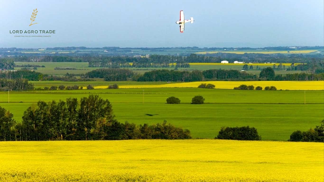 Updated Outlook for Canada’s Field Crop Market in the 2025–26 Season