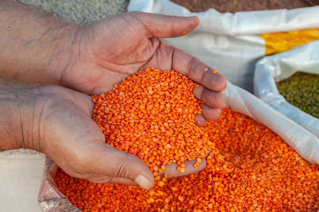 Red Lentils